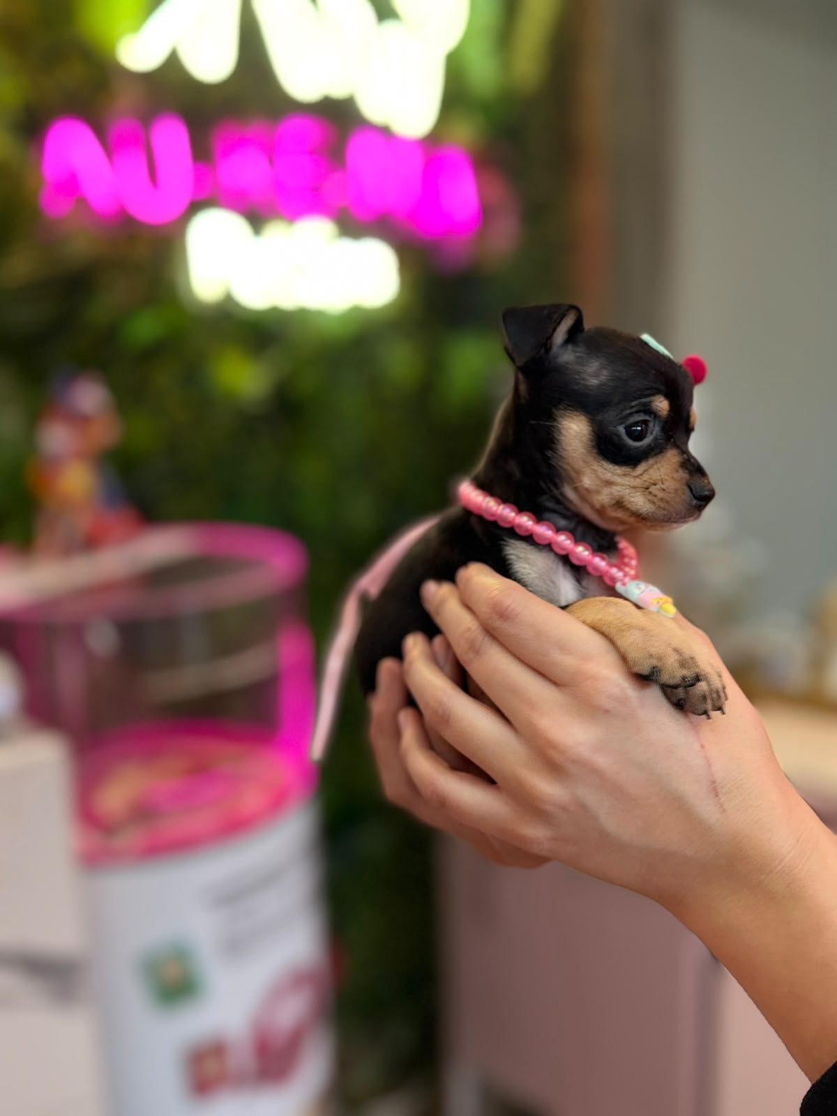 Filhote Pinscher