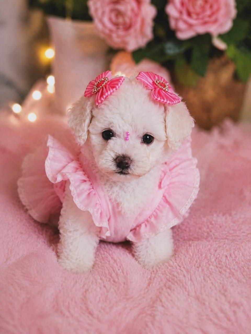 Destaque de filhotes no Instagram da Au-Ke-Mia